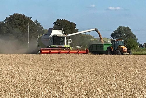 2019 October Wheat harvest