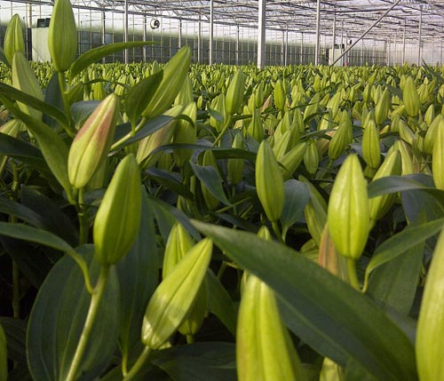 Lilies are one of our most popular crops