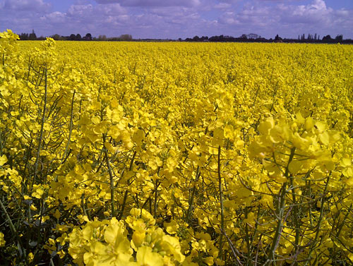 Oilseed Rape in full flower