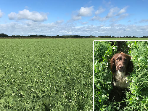 Pea crop with a man's best friend