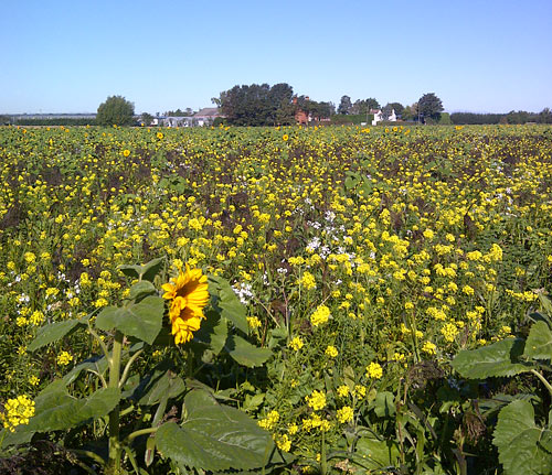 A field of pollinator mixed plants on our Farm