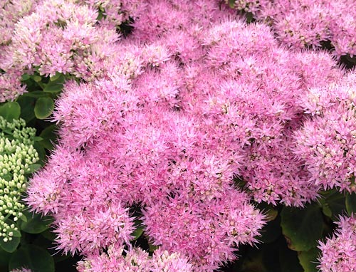 Sedum crop in flower